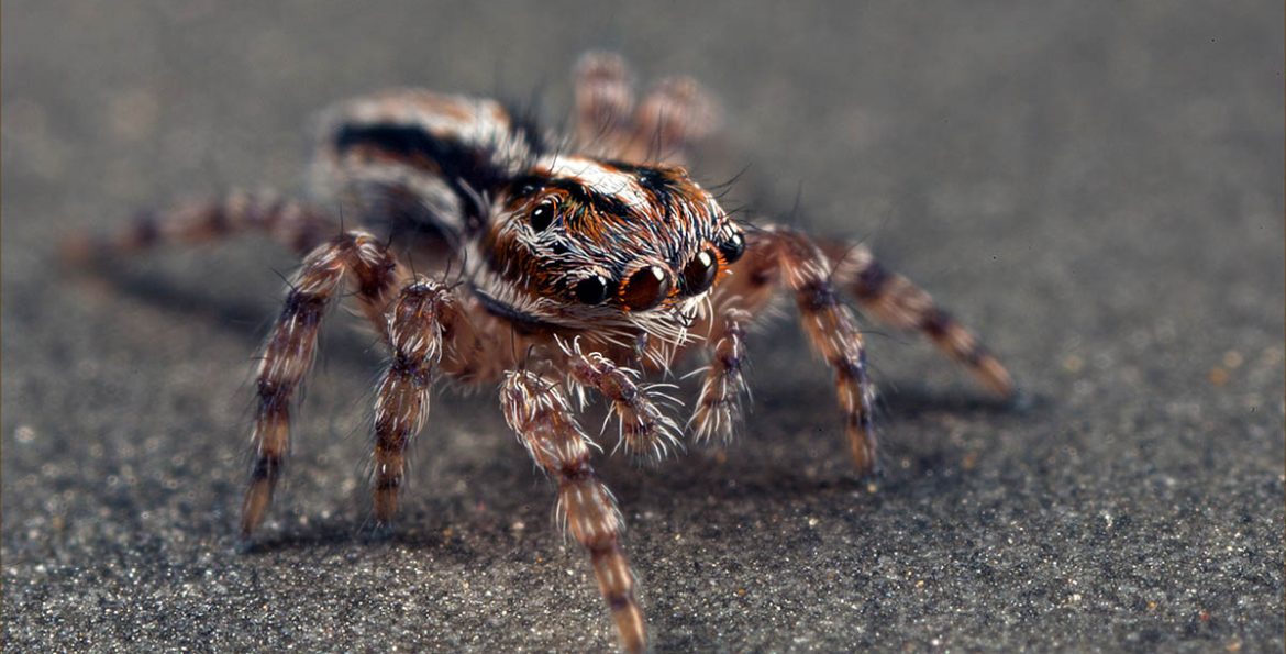 Faits captivants sur les araignées