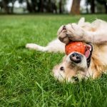 Intolérances alimentaire du chien : causes et traitements