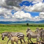 Voyager : quels sont les parcs en Tanzanie à voir absolument!