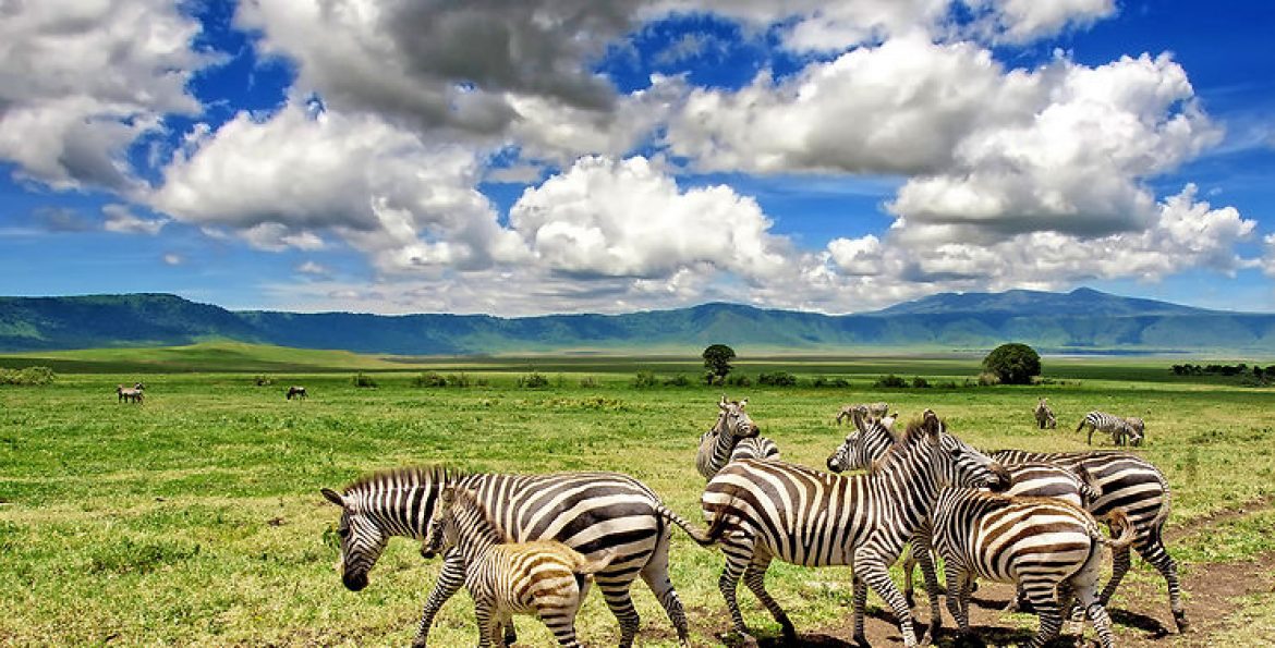 Voyager : quels sont les parcs en Tanzanie à voir absolument!