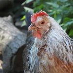 Adoptez une poule pour recycler 150 kg de déchets par an