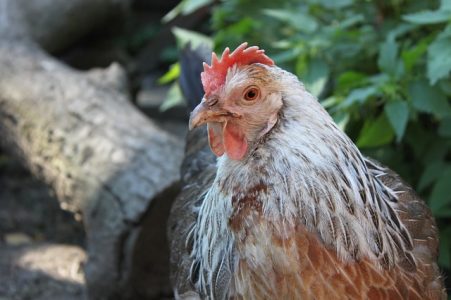 Adoptez une poule pour recycler 150 kg de déchets par an